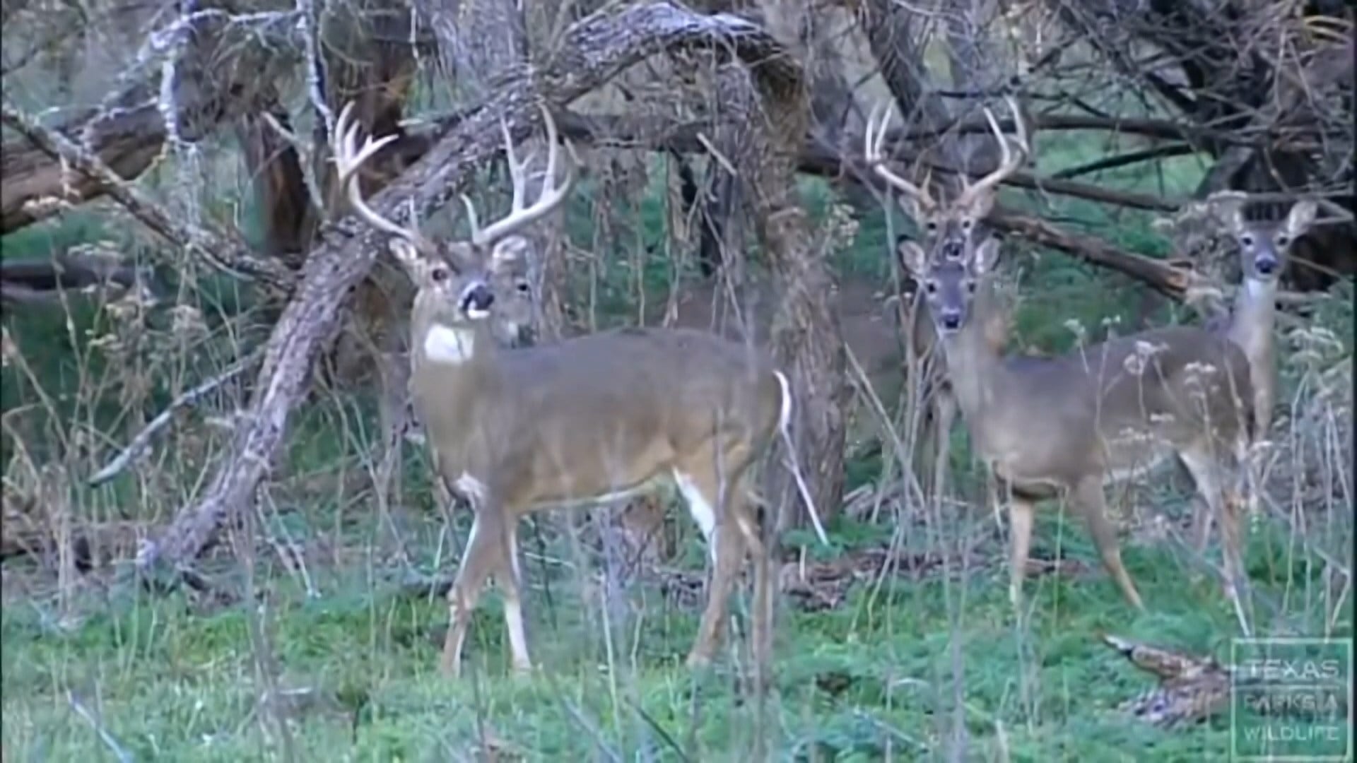 Missouri approves $165 public-land permit for out-of-state deer hunters