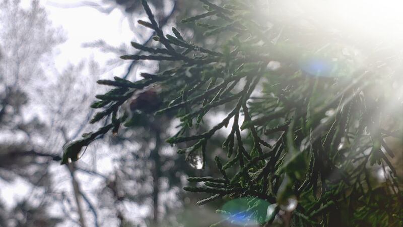 Raindrops on a cedar tree at Millstream Gardens in Madison County, Mo.