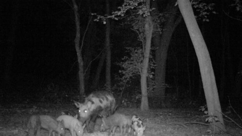 Wild pigs