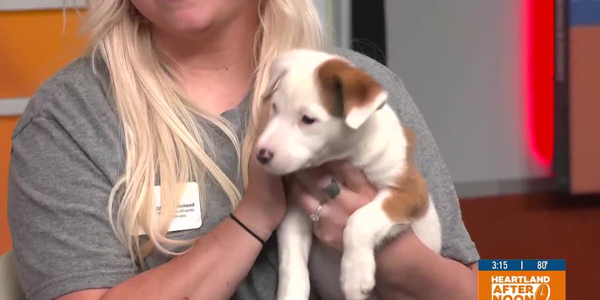 Woofstock to raise money for Southeast Mo. Pets