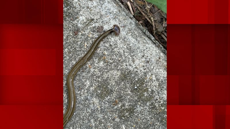 Hammerhead worms are from Asia and can damage local ecosystems by preying on native earthworms...