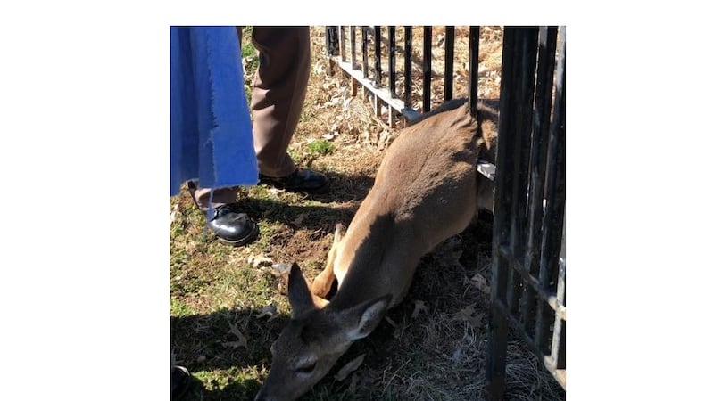 Deputies rescue deer stuck in metal fence