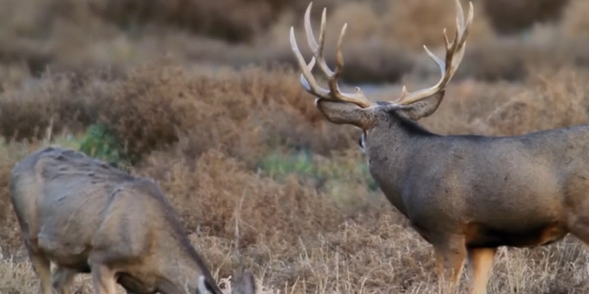 KY hunting season opening soon for more than a dozen game species
