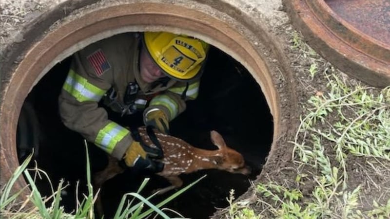 Lee's Summit Fire Department rescues a fawn from a storm drain