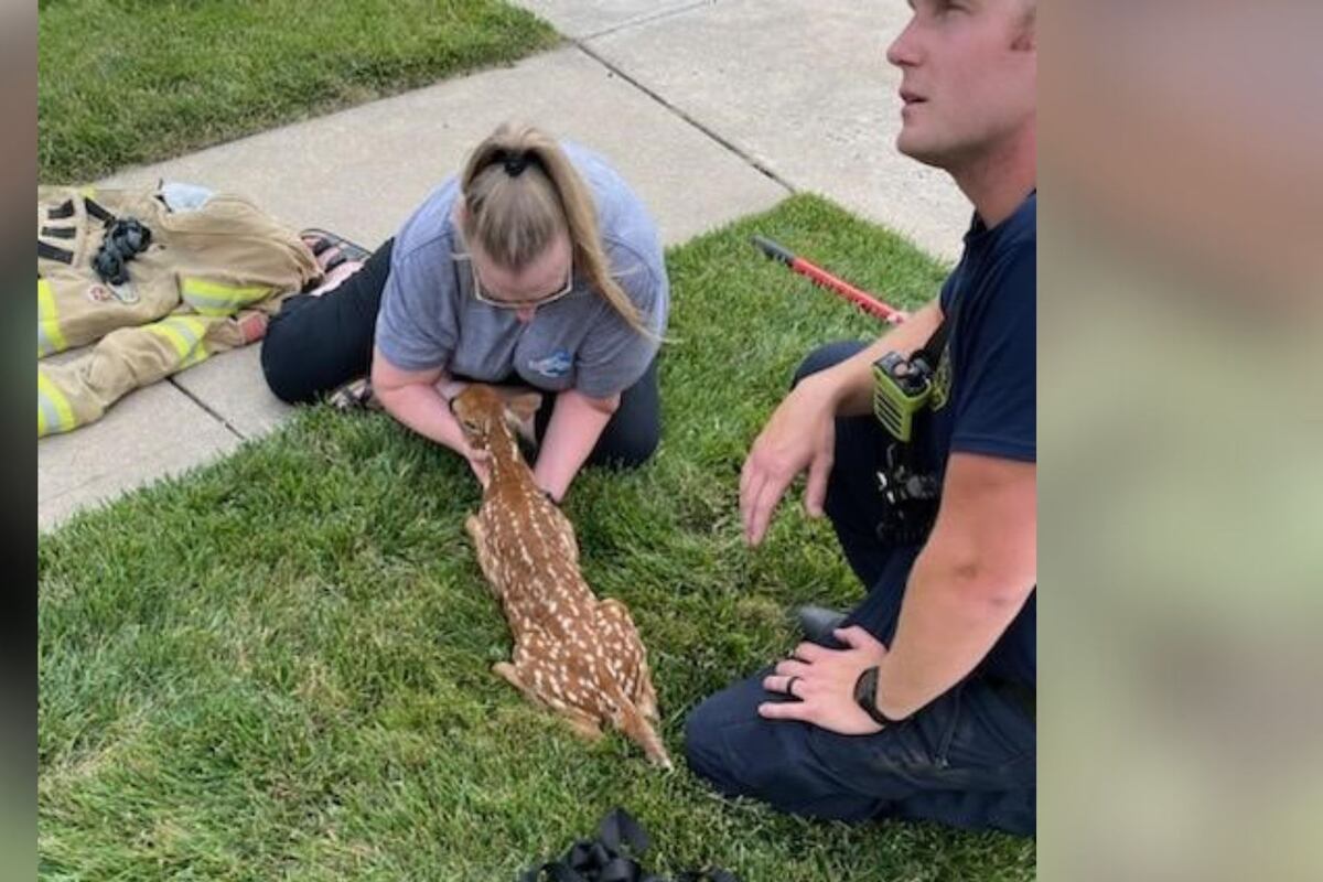 Lee's Summit Fire Department rescues a fawn from a storm drain