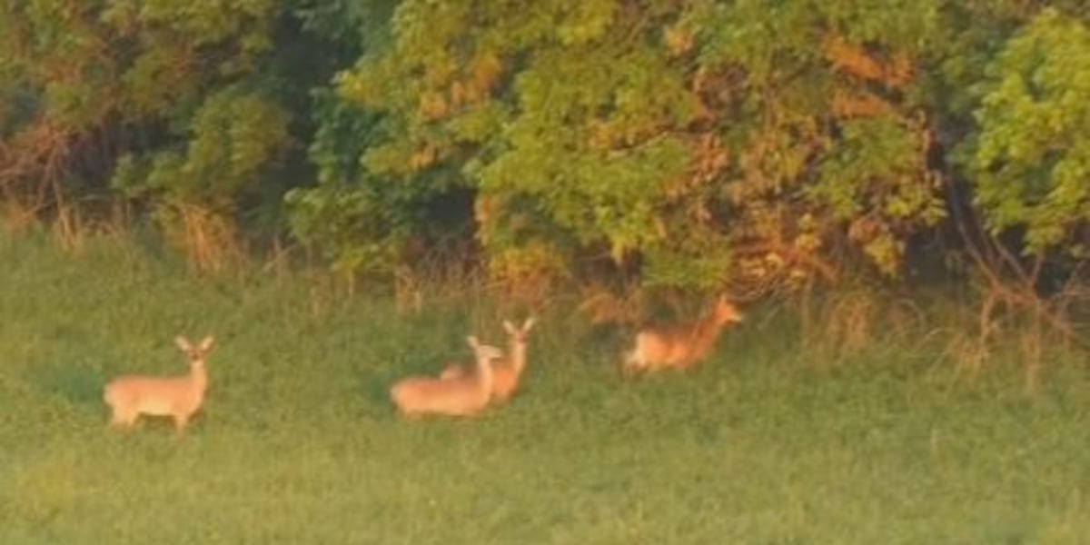 Illinois youth hunters harvest record number of deer