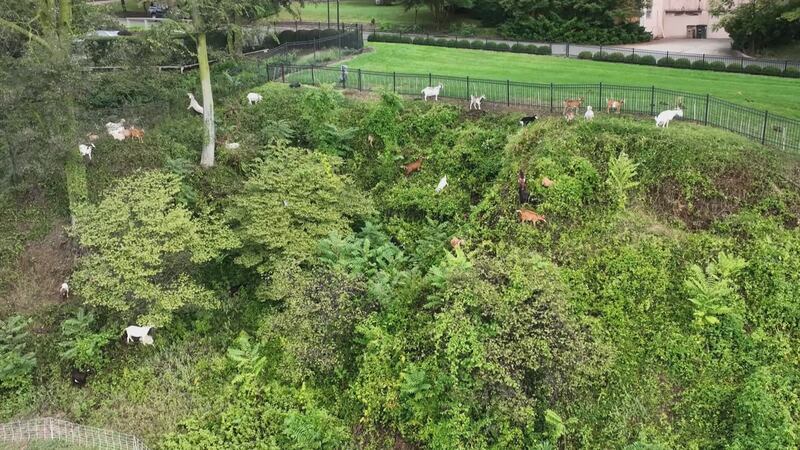 Rental goats cleaned up a hillside in Cape Girardeau, Mo.