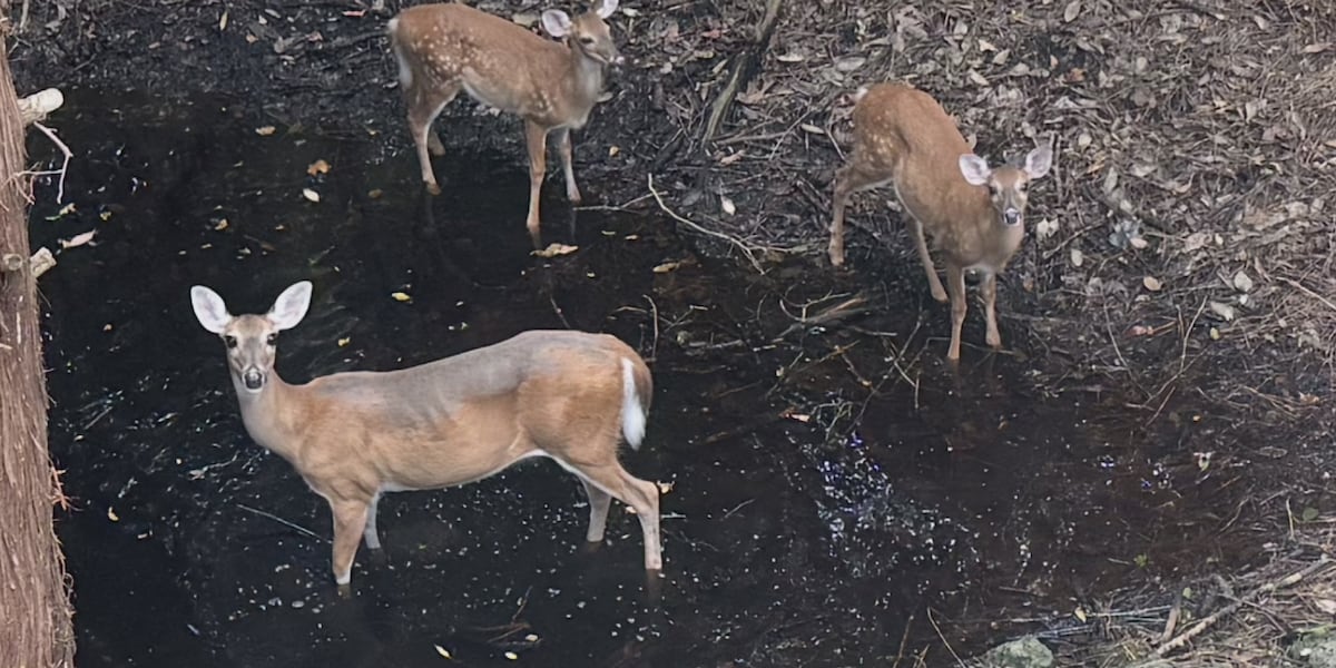 SIU researchers utilize new technology to measure deer population density SIU researchers utilize new technology to measure deer population density